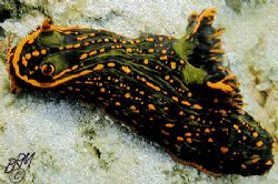 A Dusky Nembrotha Nudibranch from Exmouth, Western Austra... by Brian Mayes 